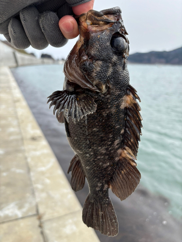 オウゴンムラソイの釣果