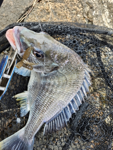 キビレの釣果