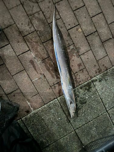 タチウオの釣果