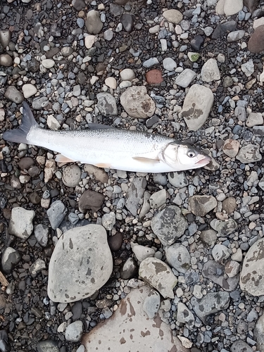 ウグイの釣果