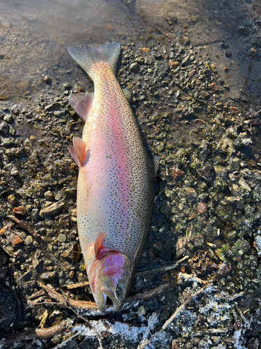 ニジマスの釣果