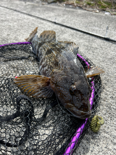 アイナメの釣果