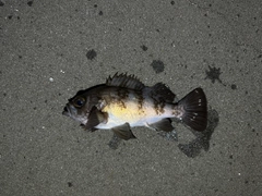 シロメバルの釣果