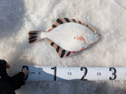 カワガレイの釣果