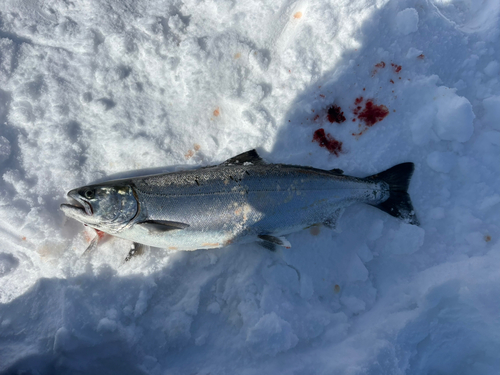 サクラマスの釣果