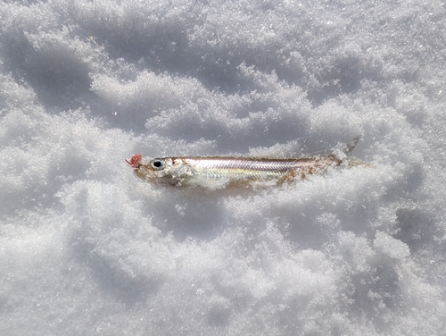 ワカサギの釣果