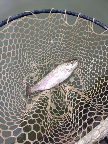 ニジマスの釣果