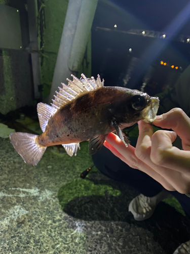 クロメバルの釣果