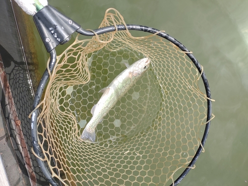 ニジマスの釣果