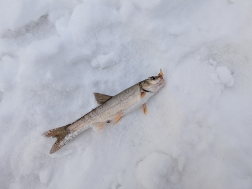 ウグイの釣果