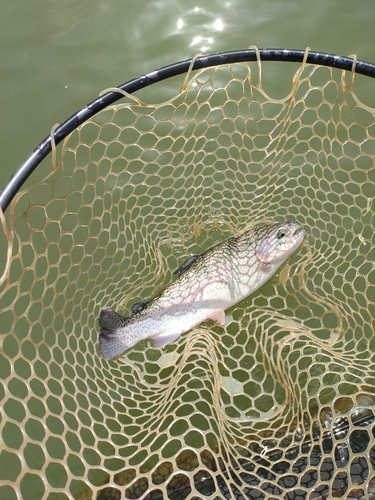 ニジマスの釣果