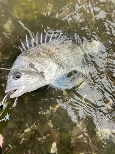 キビレの釣果