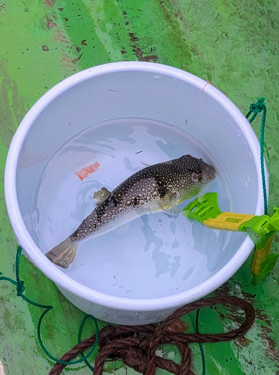 多摩野鯊太郎さんの釣果 1枚目の画像