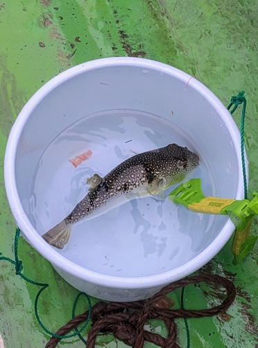 ショウサイフグの釣果