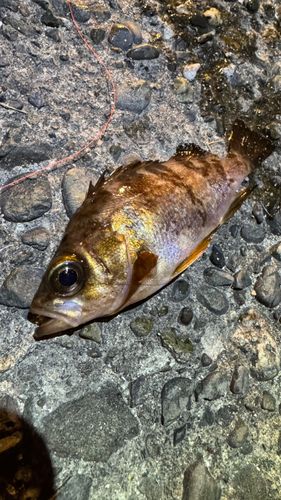 メバルの釣果