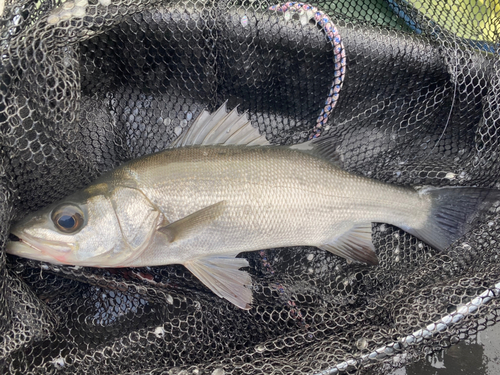 ヒラスズキの釣果