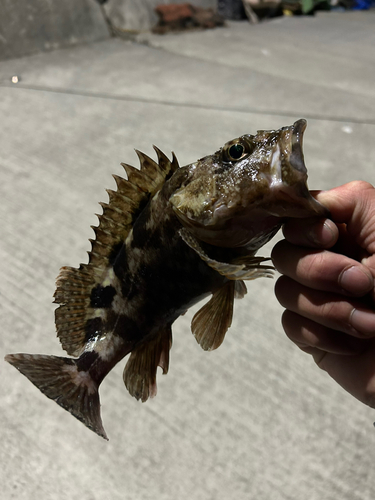 タケノコメバルの釣果