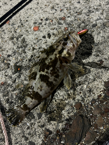 タケノコメバルの釣果