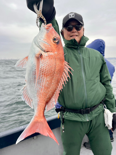 マダイの釣果