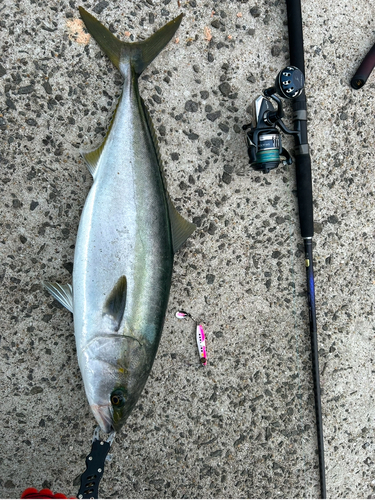 メジロの釣果