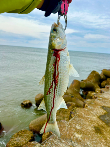 ボラの釣果