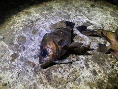 メバルの釣果