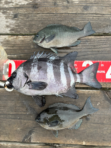 イシダイの釣果