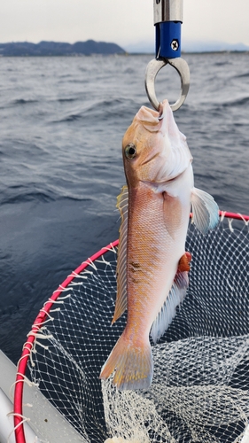 シロアマダイの釣果