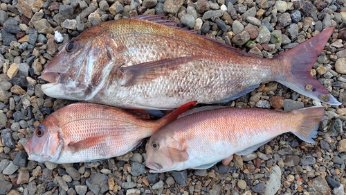 シロアマダイの釣果