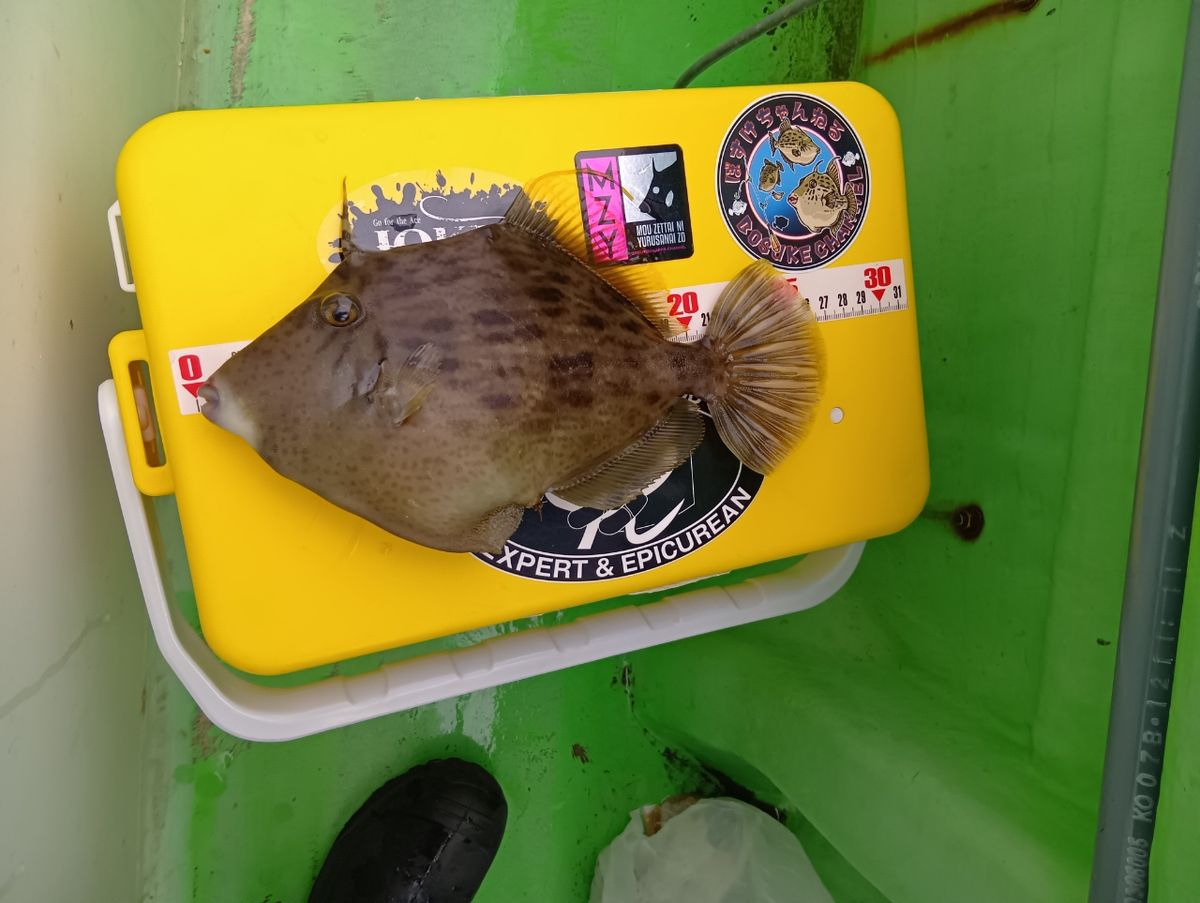 にゃんすけさんの釣果 1枚目の画像