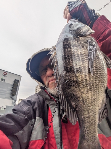 クロダイの釣果