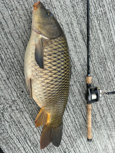 コイの釣果