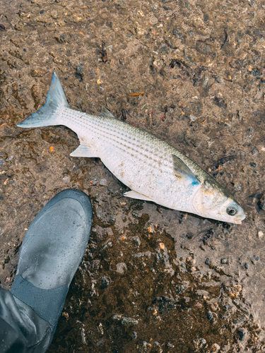 ボラの釣果