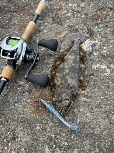 ヒラメの釣果