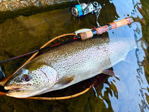 ニジマスの釣果