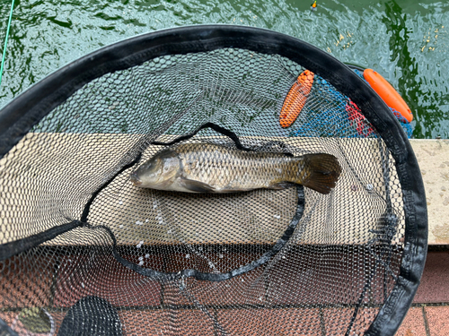 コイの釣果