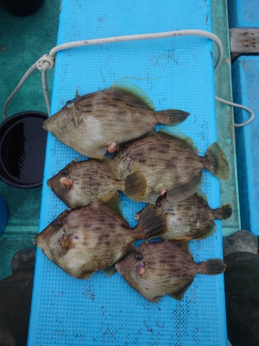 カワハギの釣果