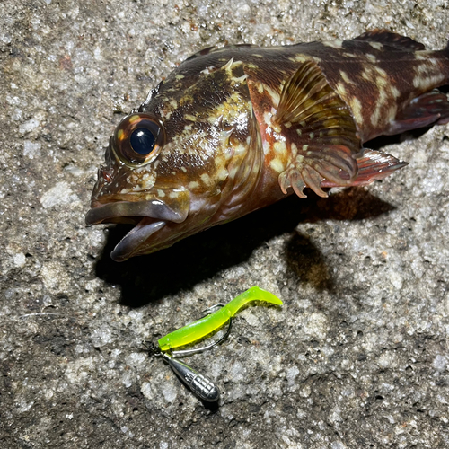 カサゴの釣果