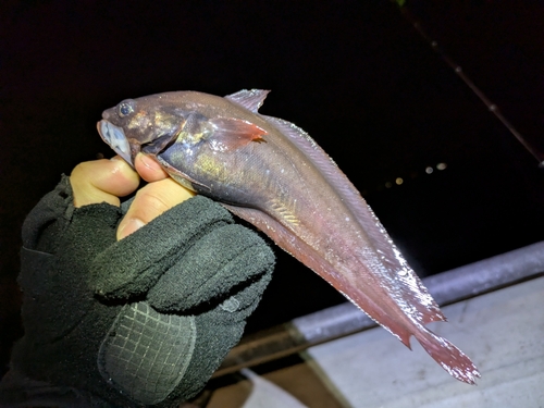 チゴダラの釣果