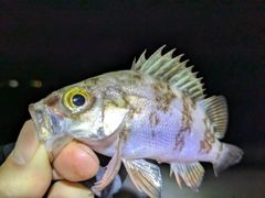メバルの釣果
