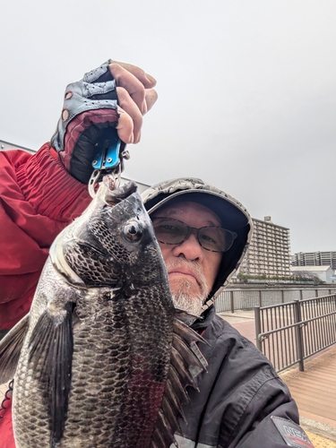 クロダイの釣果