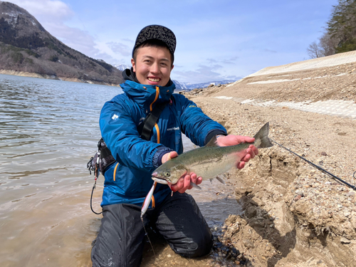 サクラマスの釣果