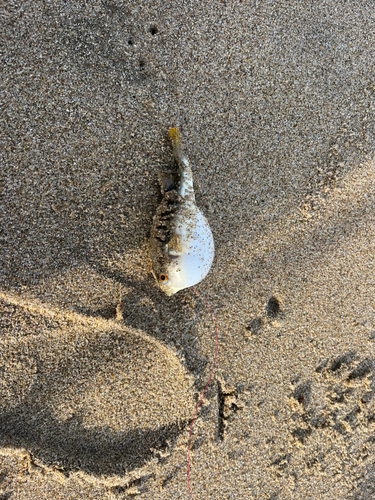 クサフグの釣果