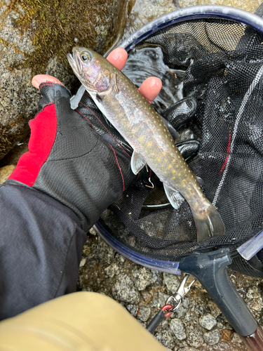 イワナの釣果