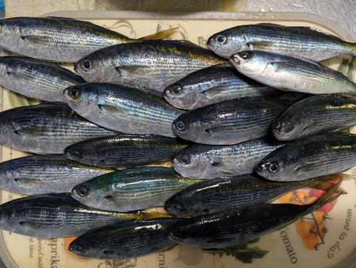 タカベの釣果