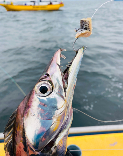 タチウオの釣果