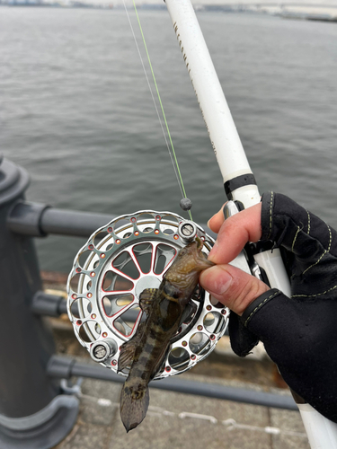 ハゼの釣果