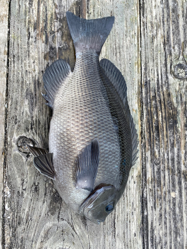 グレの釣果