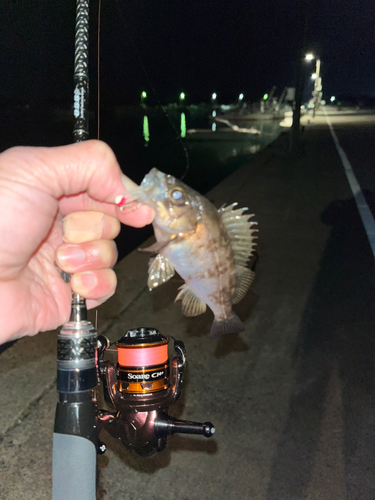 シロメバルの釣果