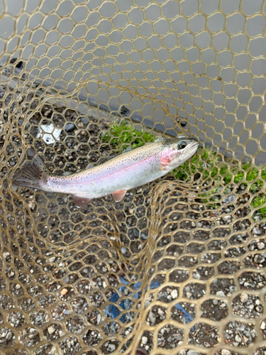 トラウトの釣果